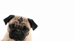Animals Dogs pug