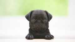 Animals Dogs pug