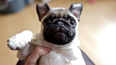 Animals Dogs pug