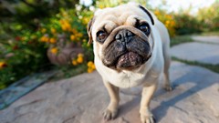 Animals Dogs pug blurred background