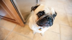 Animals Dogs Pugs