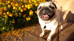 Animals Dogs Pugs
