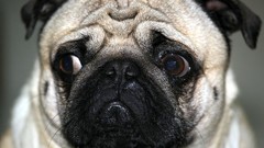 Animals Dogs Pugs