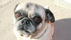 Animals Dogs Pugs animal