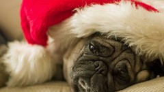 Animals Dogs Pugs christmas hat