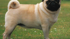 Animals Dogs Pugs pets