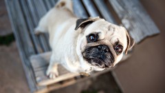 Animals Dogs Pugs pets