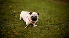 Animals Dogs Pugs pets
