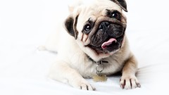 Animals Dogs Pugs pets