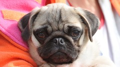 Animals Dogs Pugs sad