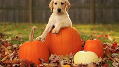 Animals Dogs pumpkins