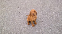 Animals Dogs puppets