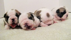 Animals Dogs Puppies