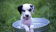 Animals Dogs Puppies