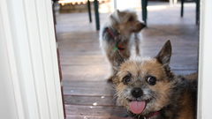 Animals Dogs Puppies