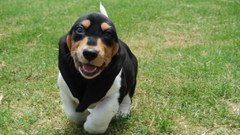 Animals Dogs Puppies