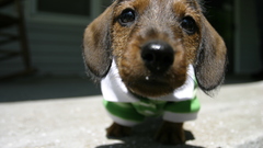 Animals Dogs Puppies