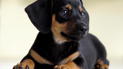 Animals Dogs Puppies