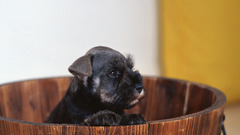 Animals Dogs Puppies