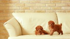 Animals Dogs Puppies