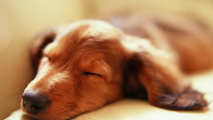 Animals Dogs Puppies