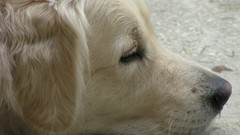 Animals Dogs Puppies