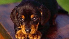 Animals Dogs Puppies