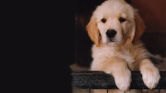 Animals Dogs Puppies