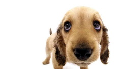 Animals Dogs Puppies