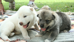 Animals Dogs Puppies