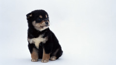 Animals Dogs Puppies