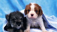 Animals Dogs Puppies