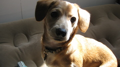 Animals Dogs Puppies