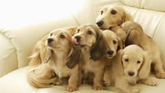 Animals Dogs Puppies