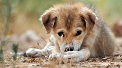 Animals Dogs Puppies