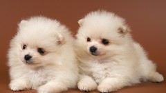 Animals Dogs Puppies