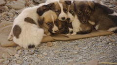 Animals Dogs Puppies Afghanistan