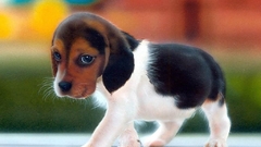 Animals Dogs Puppies baby