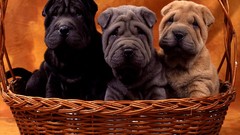 Animals Dogs Puppies baskets