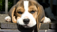 Animals Dogs Puppies beagle