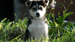 Animals Dogs Puppies canine