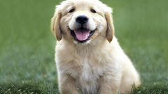 Animals Dogs Puppies canine