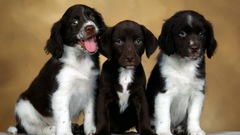 Animals Dogs Puppies canine