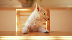 Animals Dogs Puppies canine