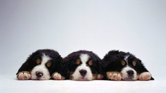 Animals Dogs Puppies canine