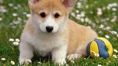 Animals Dogs Puppies corgi