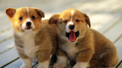 Animals Dogs Puppies corgi