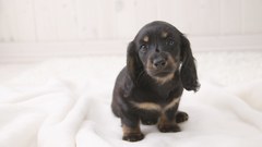 Animals Dogs Puppies dachshund