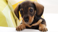 Animals Dogs Puppies dachshund