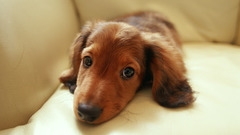 Animals Dogs Puppies dachshund
